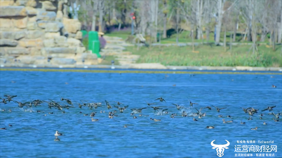 图、在中石油大庆保护地自在栖息的鸟群