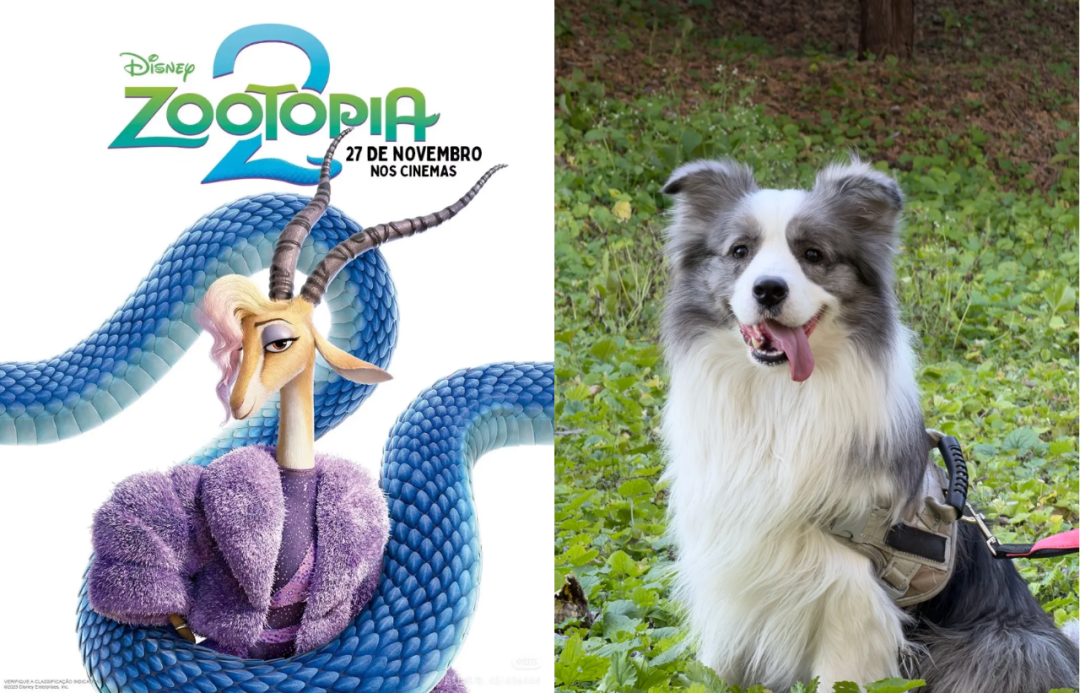 提示词：将参考图 1 中的主体角色替换为参考图 2 的宠物，保持参考图 1 的其他元素不变，俏皮可爱，宠物特征不变