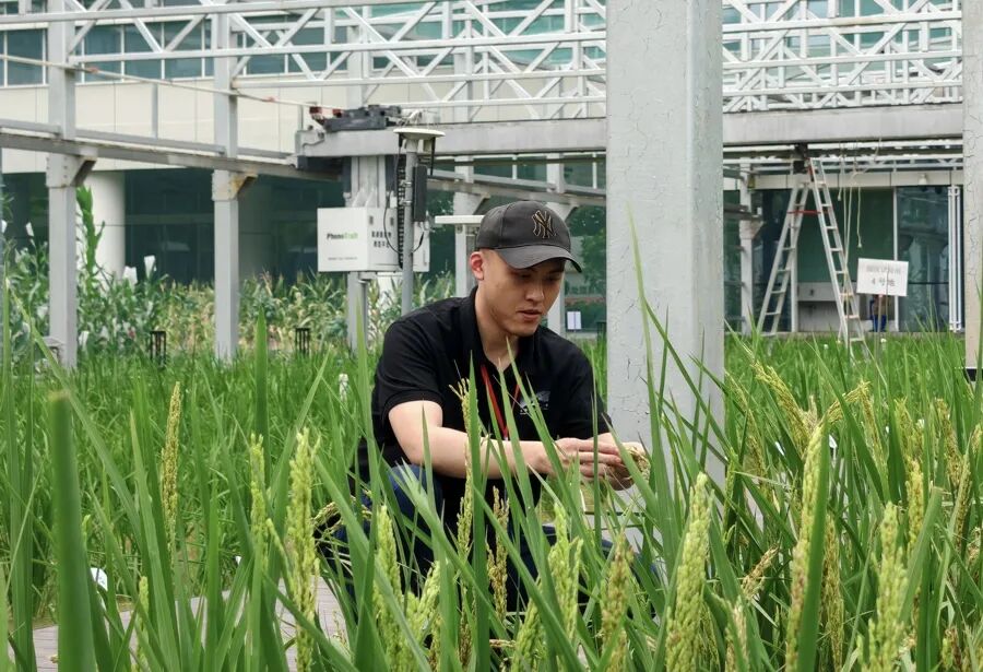 董楠卿在崖州湾国家实验室试验田。