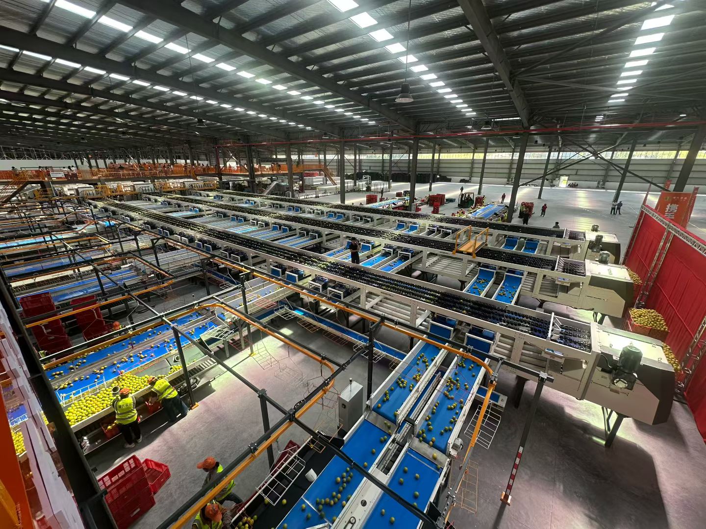 图为褚氏农业褚橙智能化分拣工厂