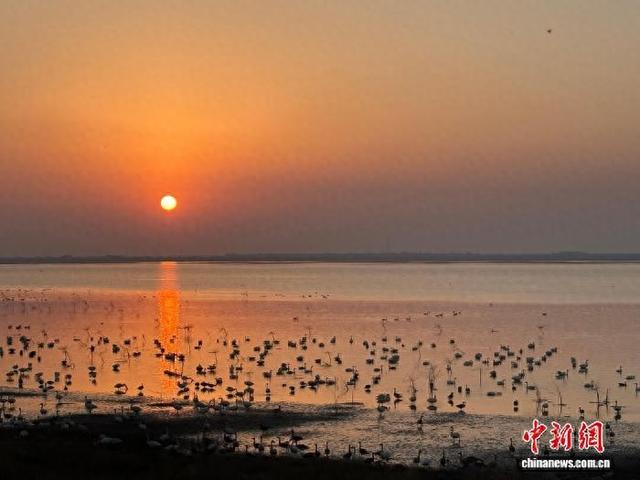 大批珍稀候鸟飞抵鄱阳湖越冬 科技助力守护候鸟迁飞|鄱阳湖_新浪财经_新浪网