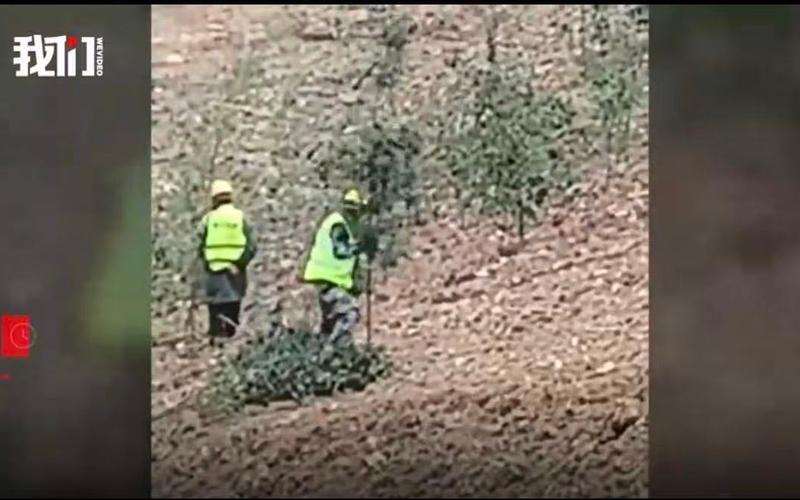 ▲近日，安徽池州青阳县一山坡有工人将大量无根树枝、竹枝插入地面的视频在网络流传。图/新京报我们视频