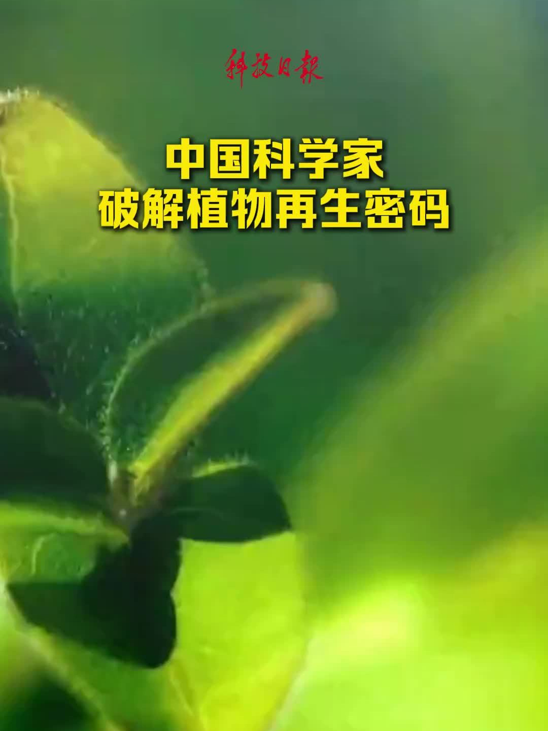中国科学家破解植物再生密码，首次揭示细胞壁超微结构对干细胞稳态的决定性作用