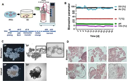 可量产微型肺类器官问世：结构与手工培养相当，可用于测试早期药物与患者反应
