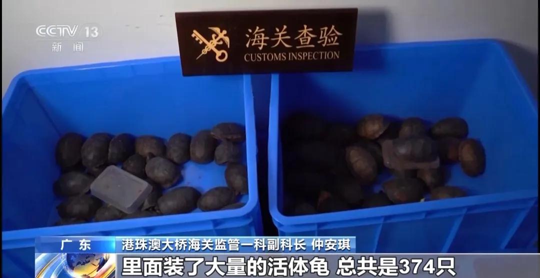 女子裤子内藏2斤多活虫入境，被查