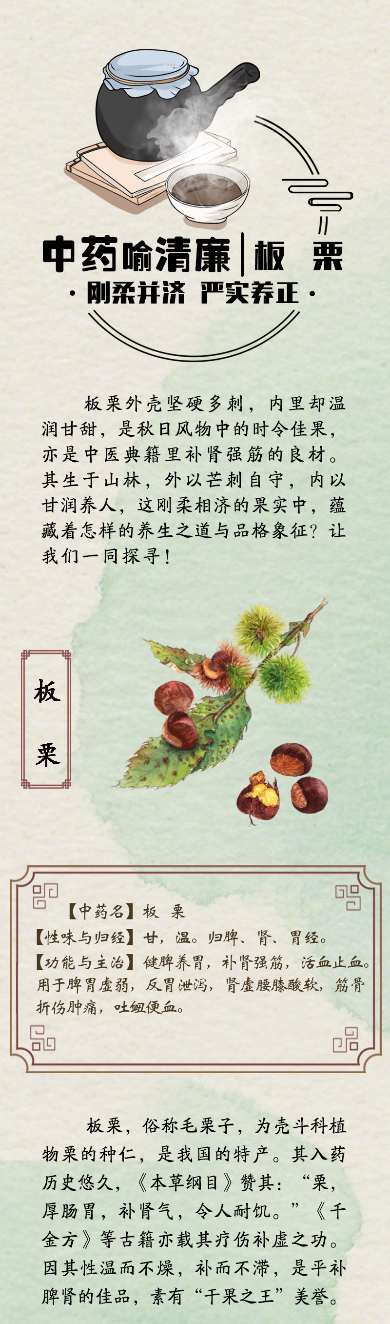 中药喻清廉丨板栗：刚柔并济 严实养正