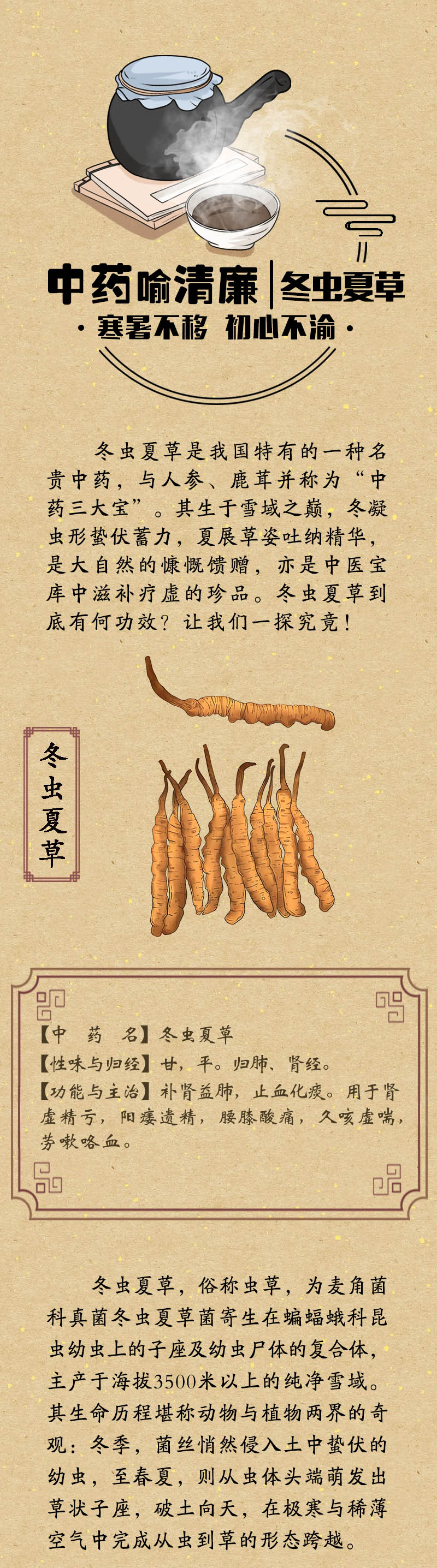 中药喻清廉丨冬虫夏草：寒暑不移 初心不渝