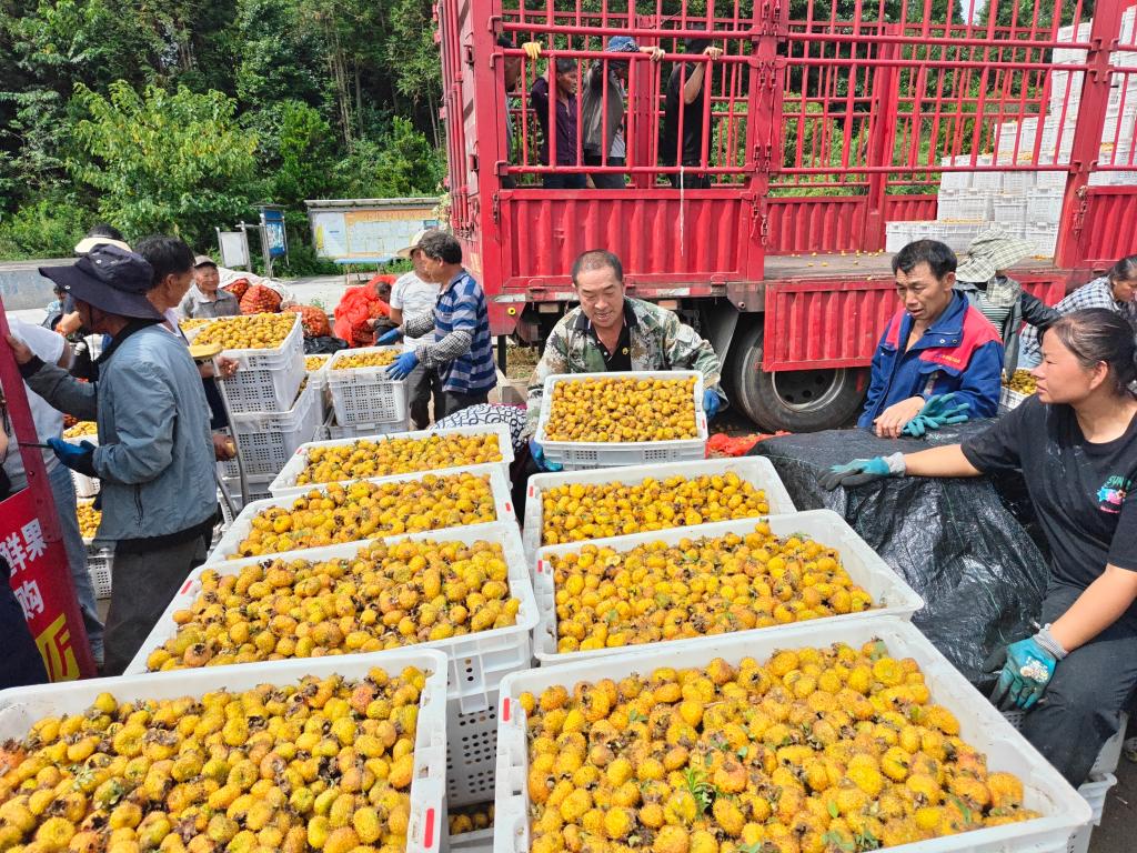 刺梨果香漫黔山——贵州“生态果”蝶变为增收致富“黄金果”|贵州省_新浪财经_新浪网