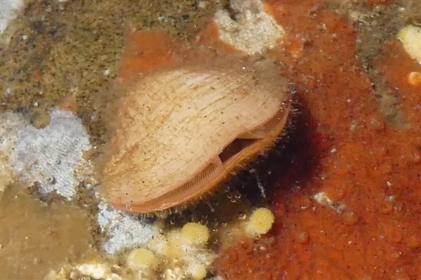 △ 猜猜这个是腕足动物，还是双壳动物