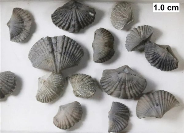 △ 腕足动物化石，©Kennethgass