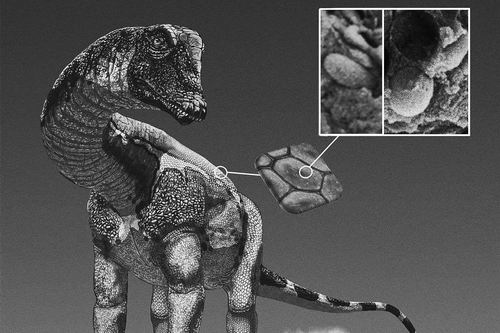 图片来源：Tess Gallagher