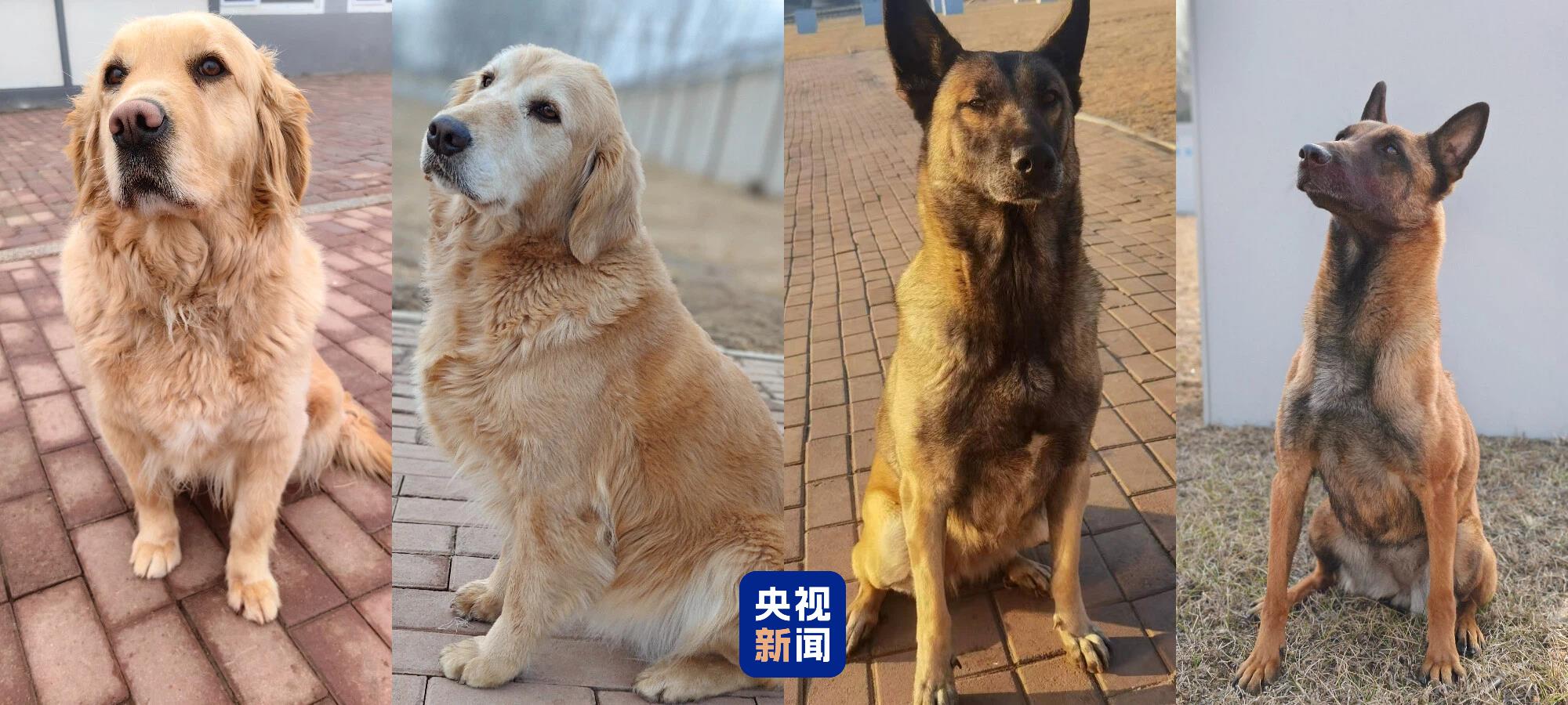 4只退役军犬招募领养 几千个“温暖的家”争相申请