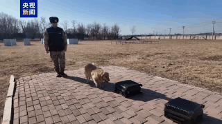 △训练时的“伯爵”