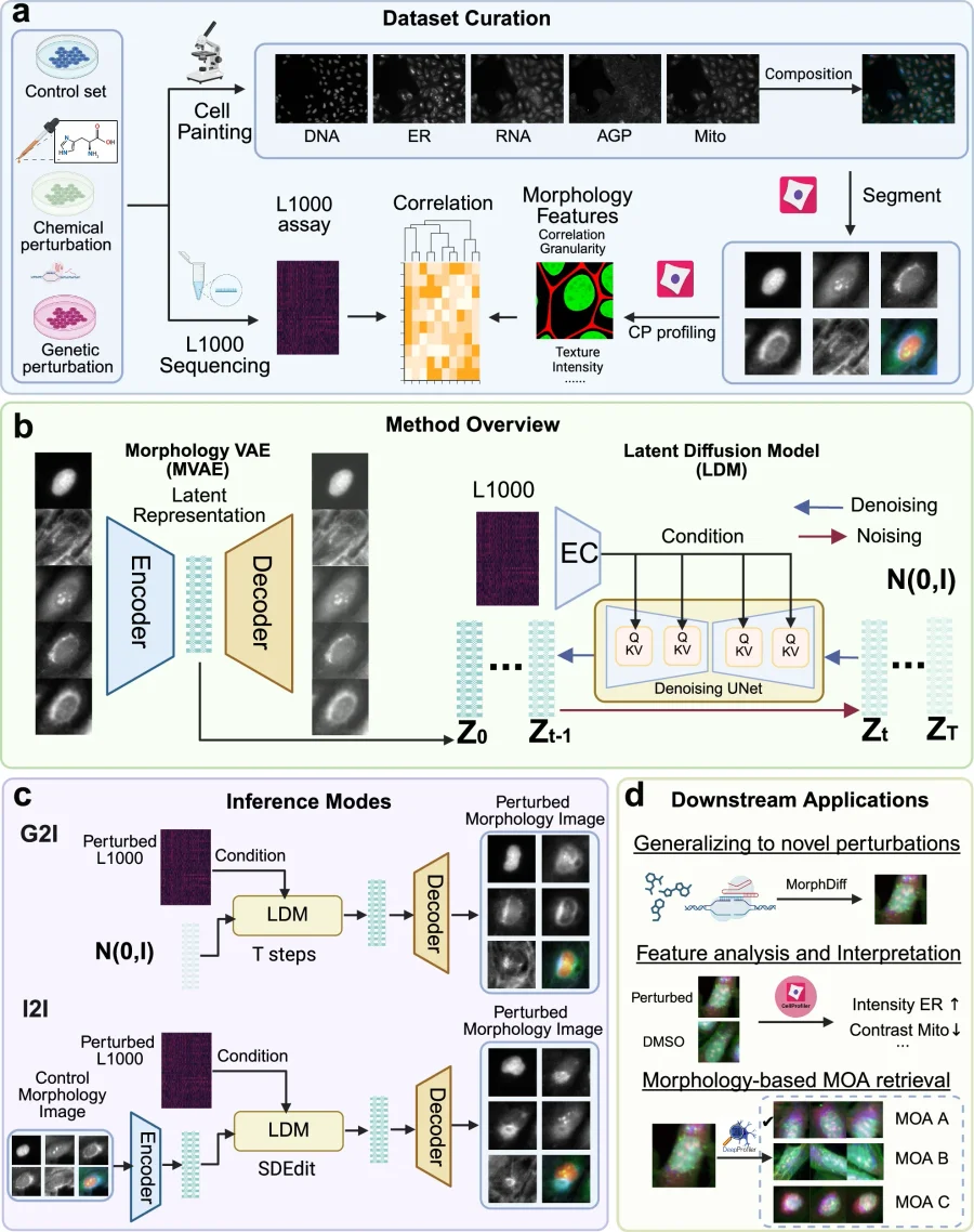 在进行任何实验之前，教AI预测细胞的外观