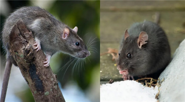 △ 左是褐家鼠，右是黑家鼠