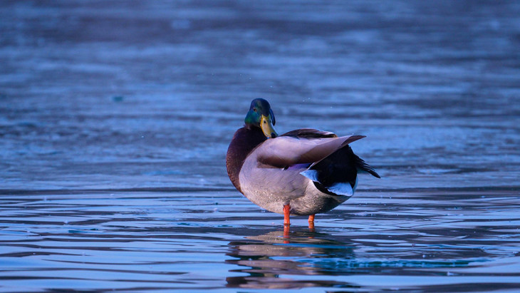 4K 60p视频原片截图