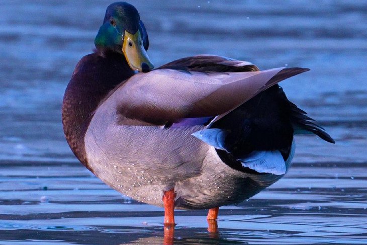 4K 60p视频原片截图放大裁切