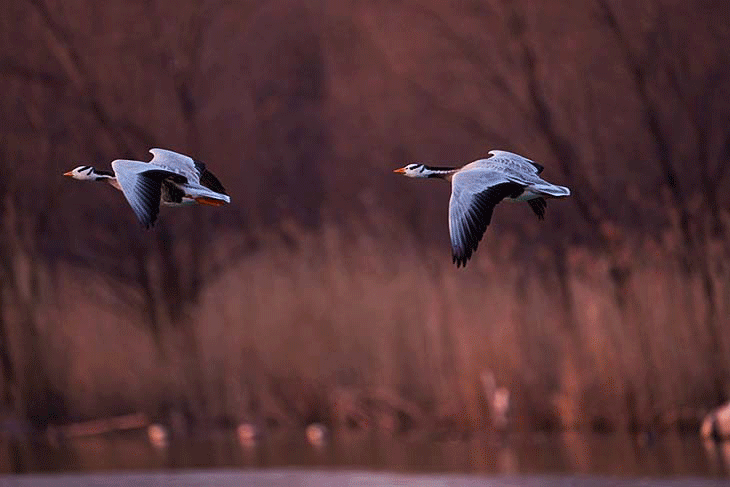 A7M5连拍样片GIF动图