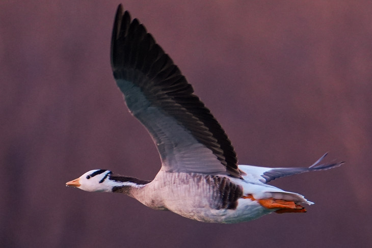 连拍样片放大裁切