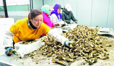 &nbsp;&nbsp;&nbsp;&nbsp;五家子村妇女在修剪羊肚菌。王永钦/摄