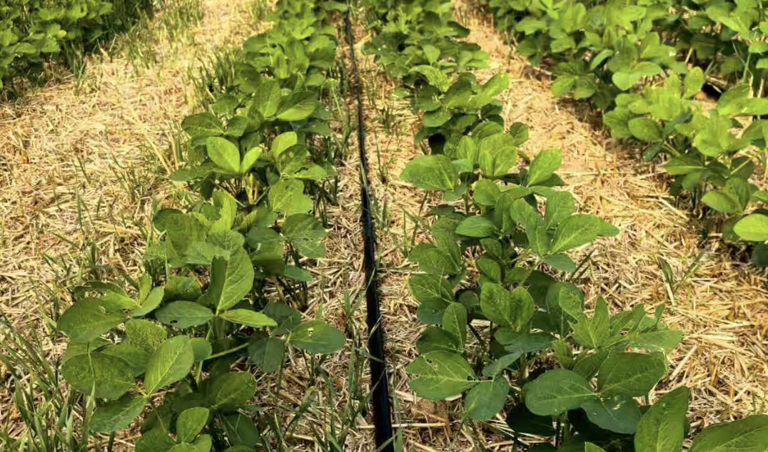 ​施用生物农药的大豆田。图片来源：中国农业科学院植物保护研究所