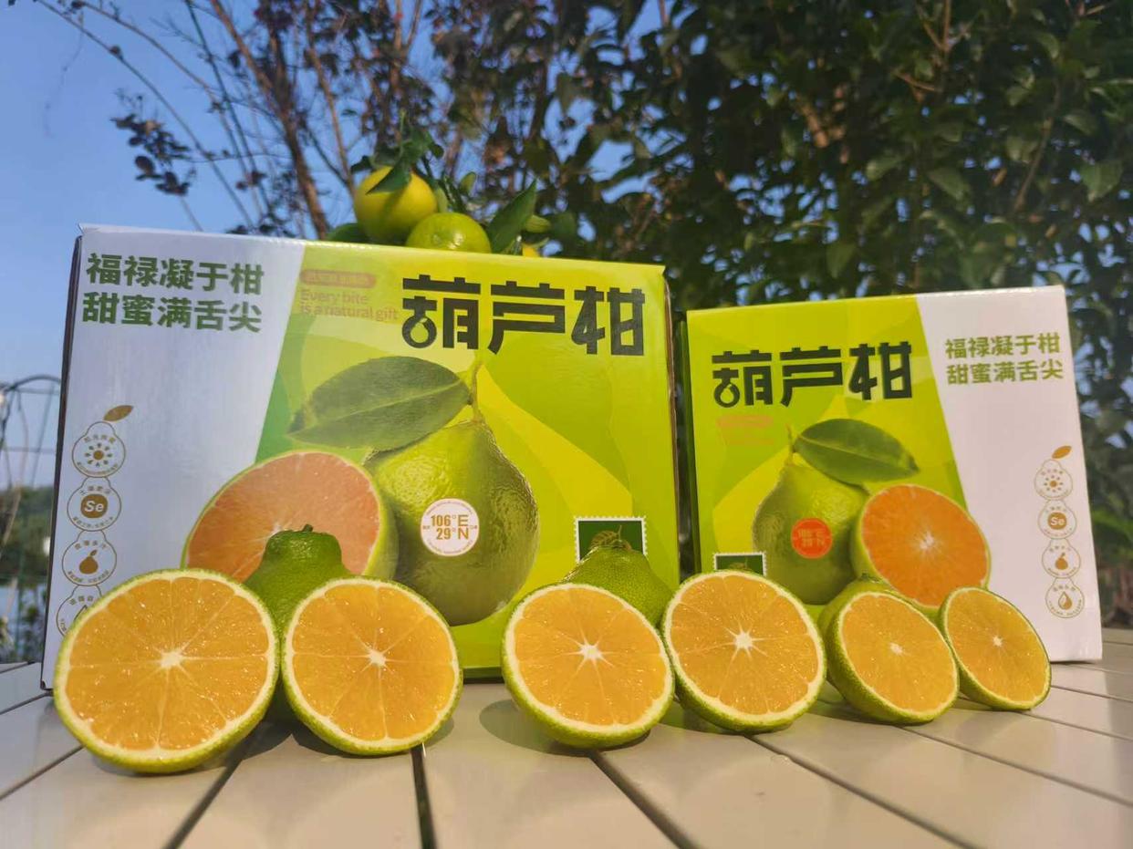 大学种的橘子为何不愁销量