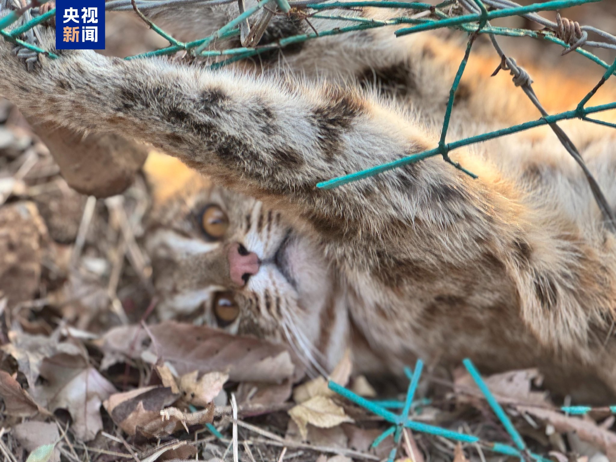 国家二级保护动物豹猫误入护路网 20分钟成功解救