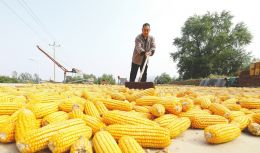 背靠泰国富豪家族的正大种业闯关A股：业务受限失去第一大客户，去年收入和归母净利润双双下滑