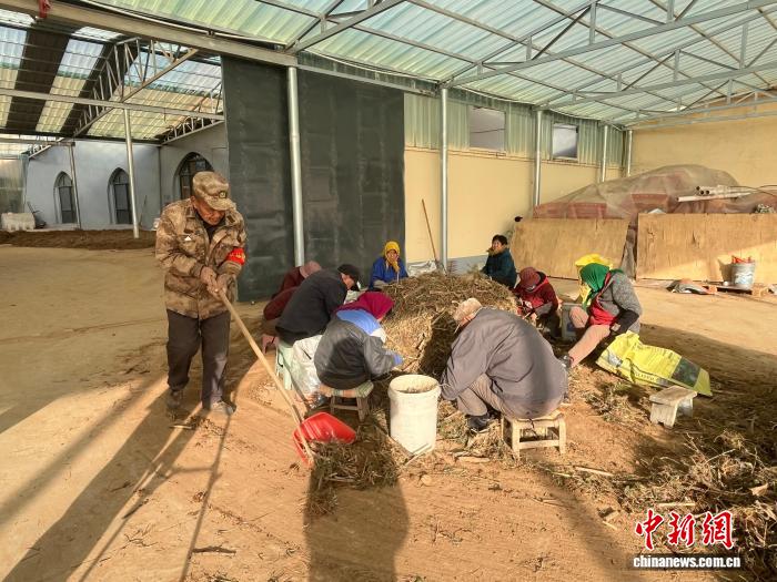 会山底村，这个曾经的经济薄弱村正凭借柴胡产业走出一条特色发展之路。郝凯鑫摄