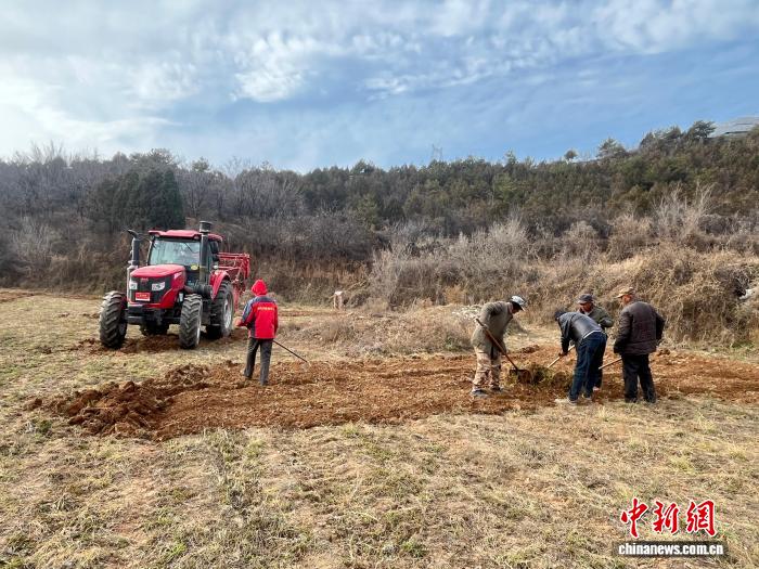 山西省长治市潞城区会山底村的柴胡进入采收季，田间地头一派繁忙景象。武小璟摄