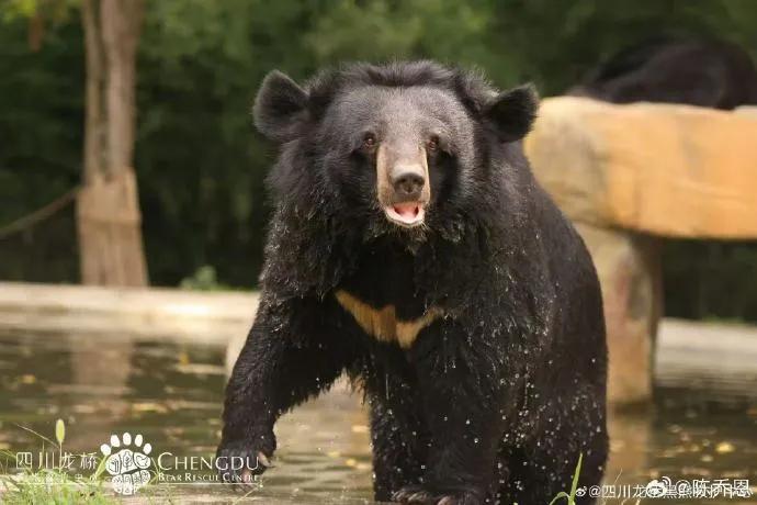 月熊福安离世，陈乔恩发文告别：不再疼痛，也不再受苦，她曾长期关注并支持福安的救助与康复