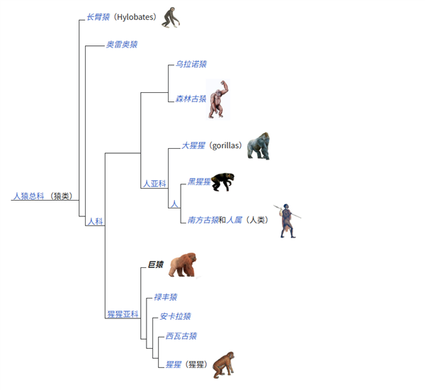 △ 2017年对步氏巨猿的分类，来源：维基
