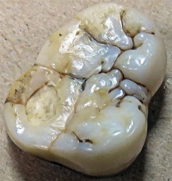 △ 步氏巨猿臼齿，Gerbil