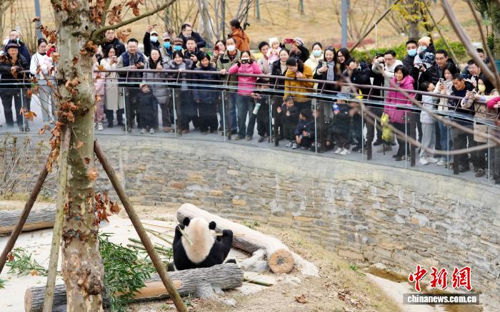  图为民众在绵阳中华大熊猫苑参观。　记者 安源 摄