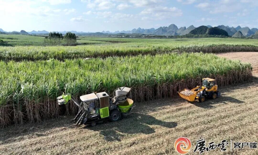 机收甘蔗。何燕祖　摄