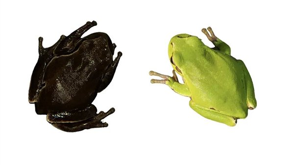 △ 切尔诺贝利的树蛙肤色变得越来越黑，Germán Orizaola/Pablo Burraco