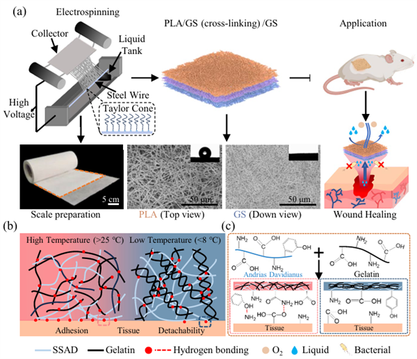 纳米纤维伤口敷料的制备过程及其温度响应粘附机理 图片来源：北科科研