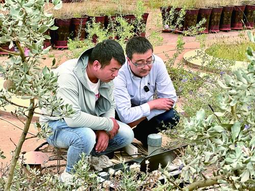 张志山（右）与同事在沙坡头蒸渗仪群前观察数据。叶满山/摄