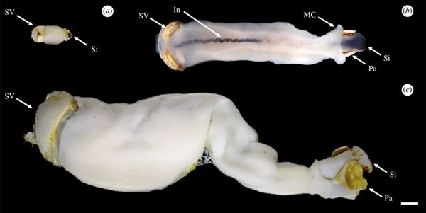 △ Lithoredo abatanica