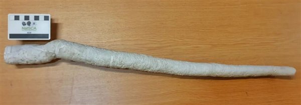 △ 巨型船蛆的管鞘