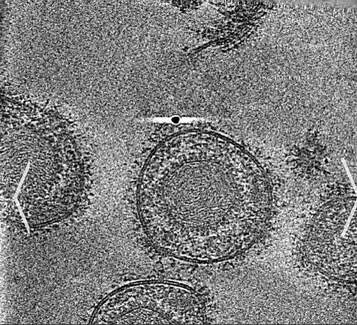 图片来源：Benjamin Vollmer