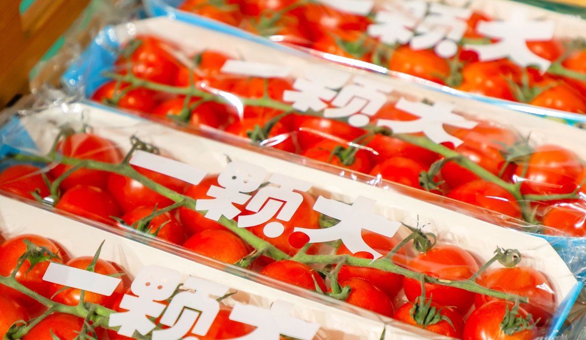 “一颗大”番茄（资料照片）