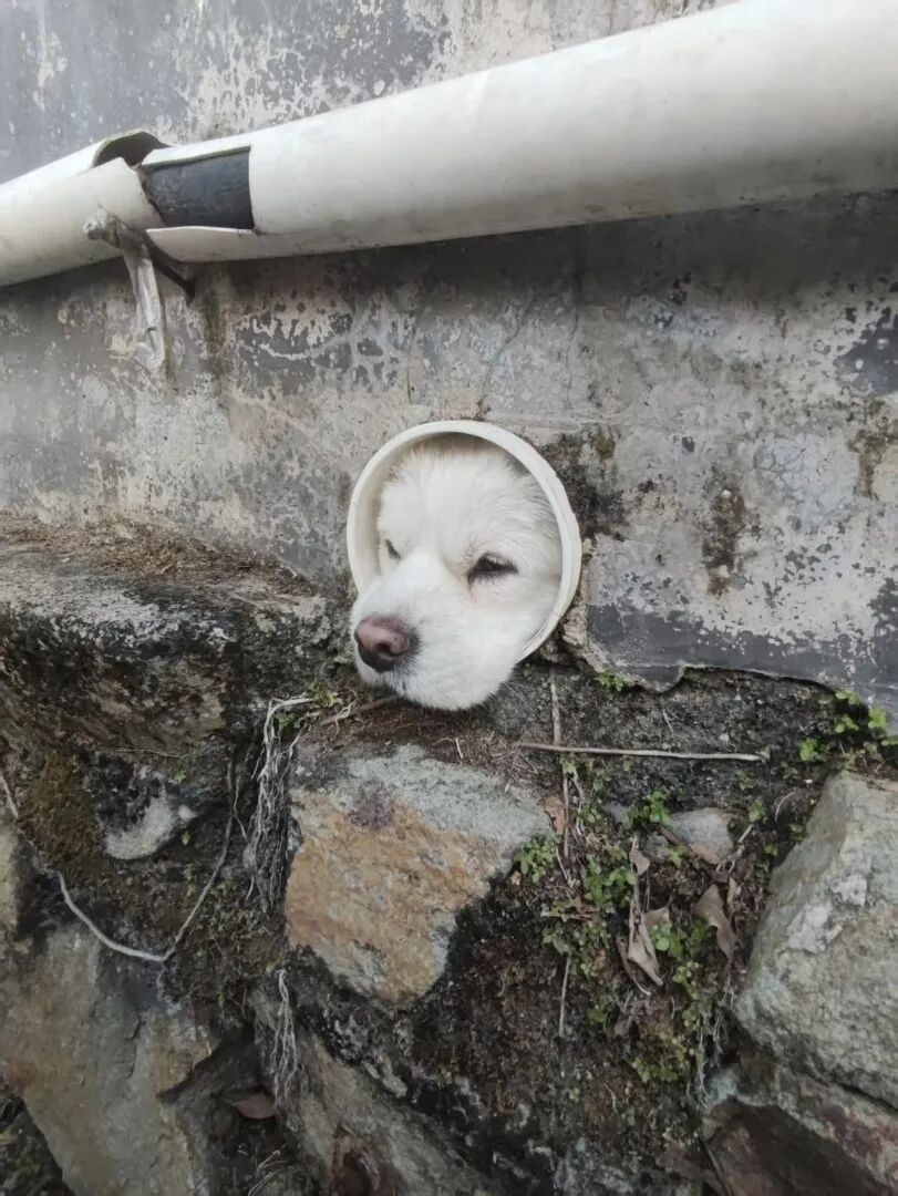 微軟 財報 狗 (99) 사진