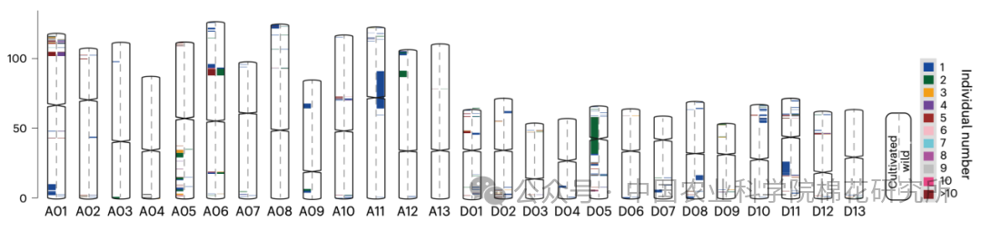 ▲ 陆地棉半野生棉及栽培种中海岛棉渐渗片段分析