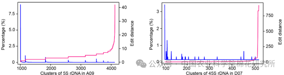 ▲ 5S rDNA 和 45S rDNA 分析