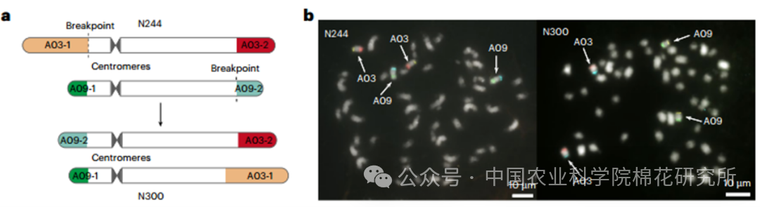 ▲ A03-A09 易位的鉴定及验证
