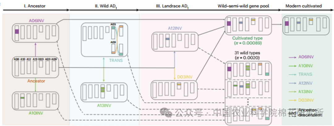 ▲ 陆地棉三段式驯化路径
