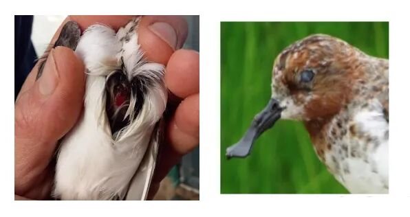 部分飞行撞击造成的伤害（脊柱损伤、眼伤、喙伤）。图片来源：WWT