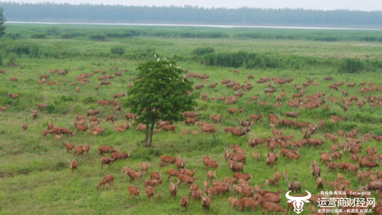 （在湖北石首麋鹿国家级自然保护区，麋鹿悠然觅食）