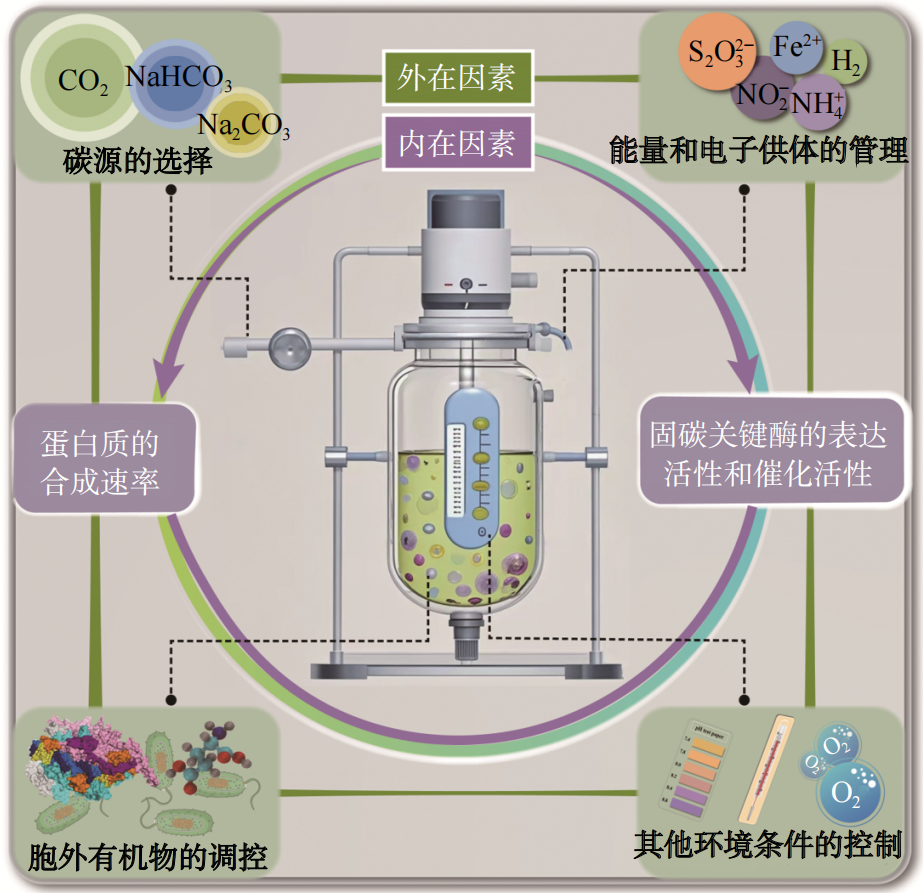 化能自养菌在反应器里的高效固碳之路|生物反应器|微生物|电子|细菌|化学_新浪新闻
